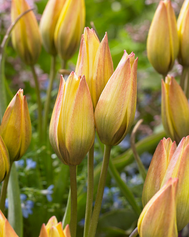 Tulip 'Lucca'