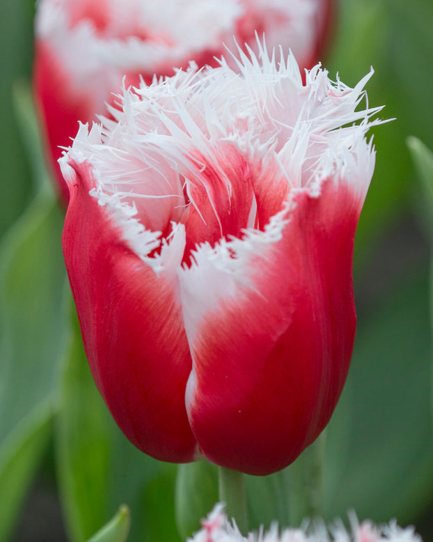 Tulip 'New Santa'