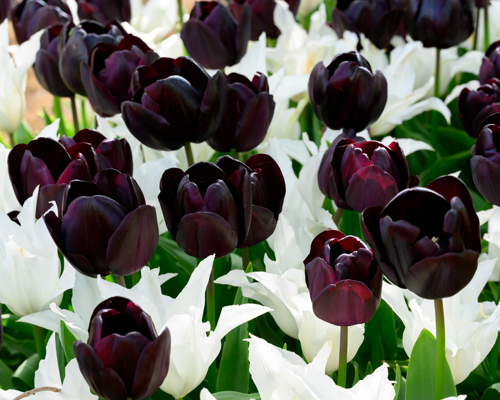 Tulip 'Nightmare'