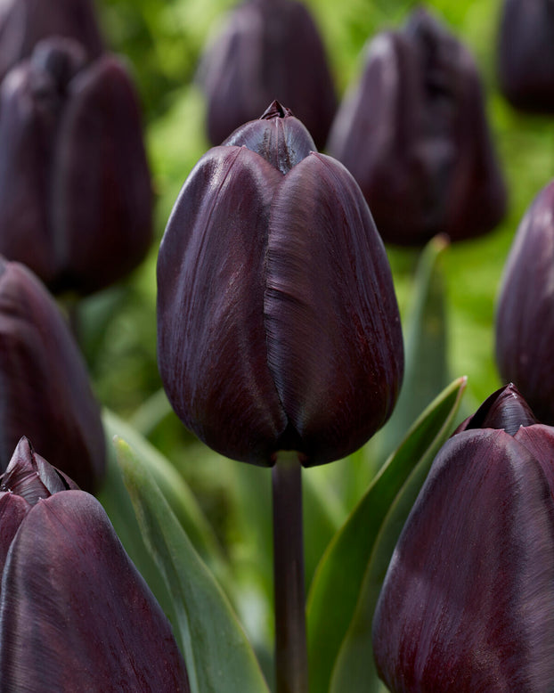 Tulip 'Nightmare'