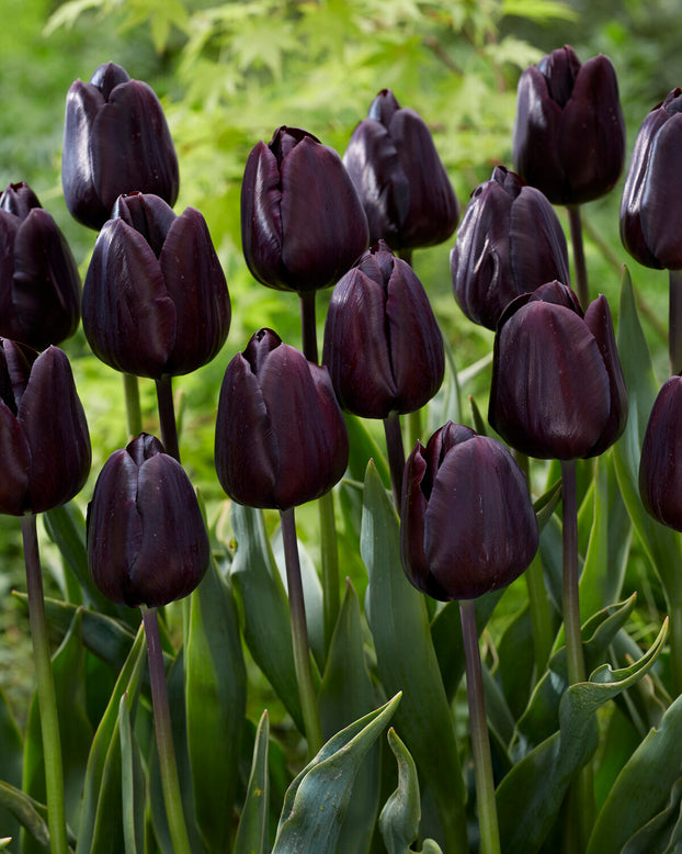 Tulip 'Nightmare'