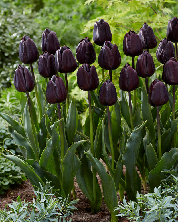 Tulip 'Nightmare'