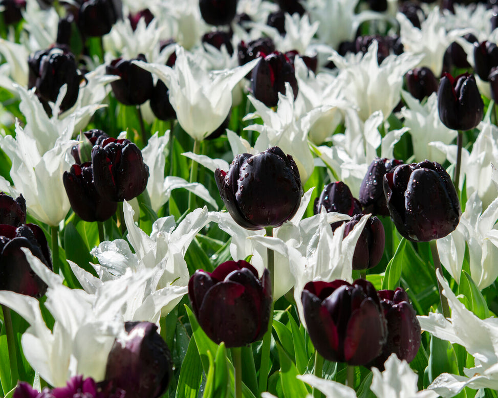 Tulip 'Nightmare'