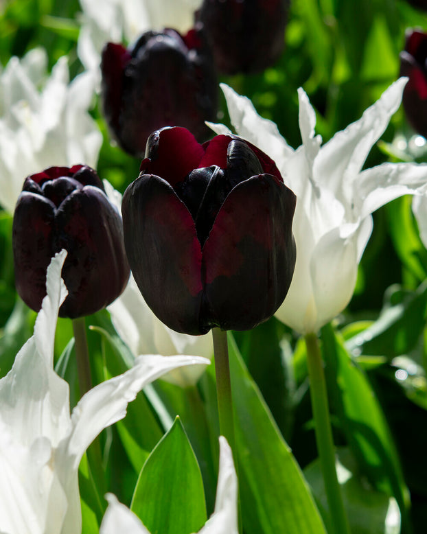 Tulip 'Nightmare'