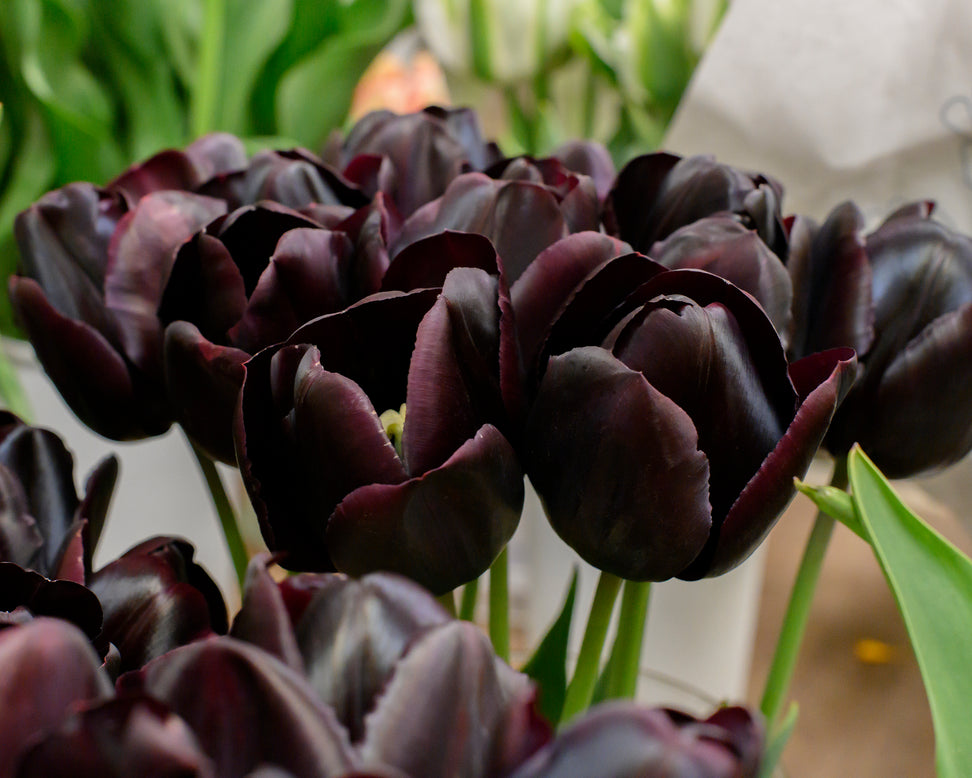 Tulip 'Nightmare'