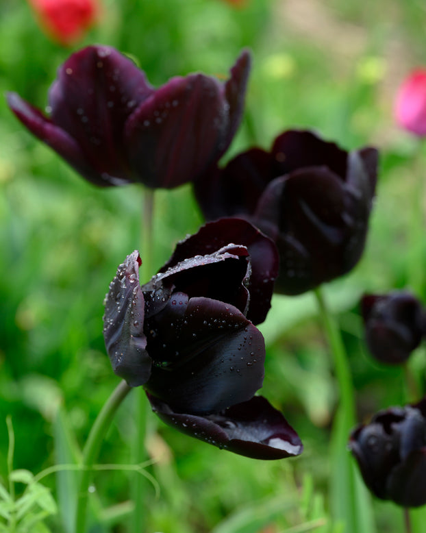 Tulip 'Nightmare'