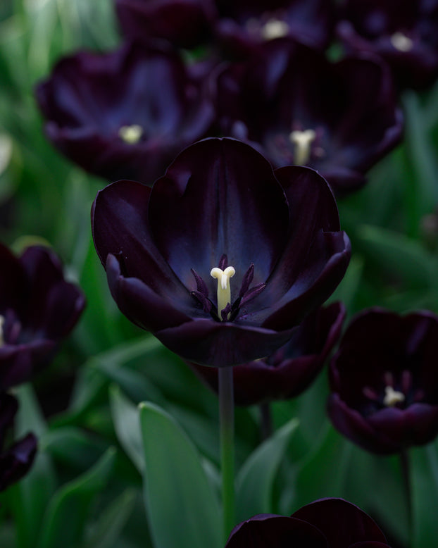 Tulip 'Nightmare'