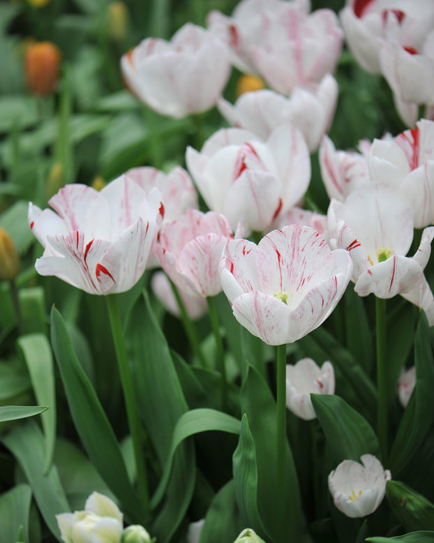 Tulip 'One Direction'