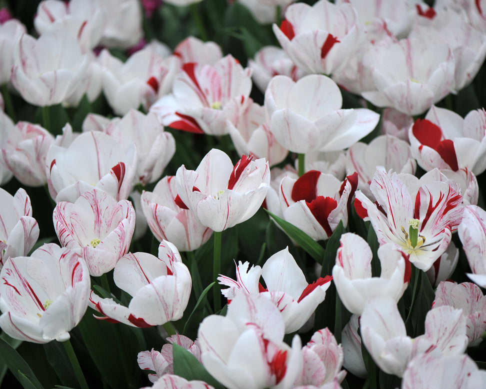 Tulip 'One Direction'