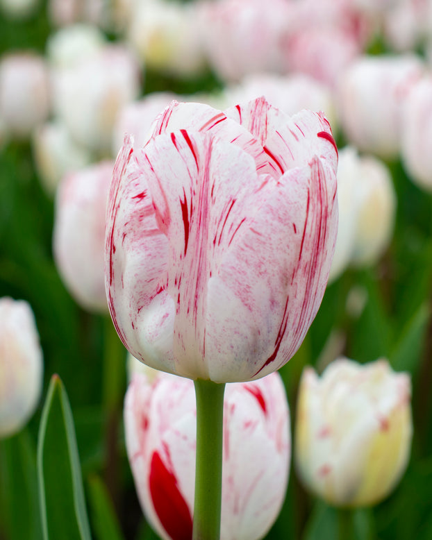 Tulip 'One Direction'