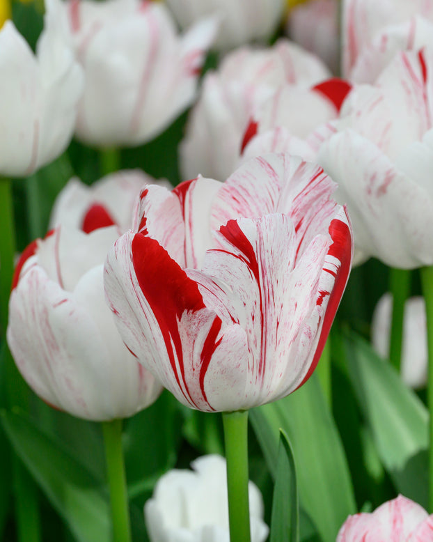 Tulip 'One Direction'