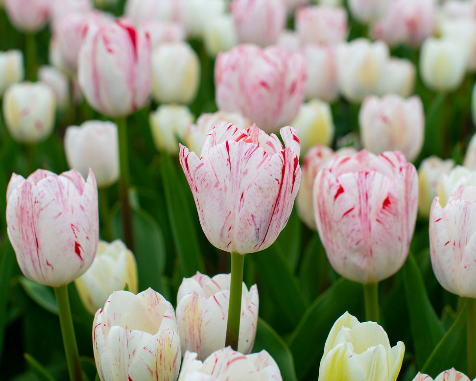 Tulip 'One Direction'