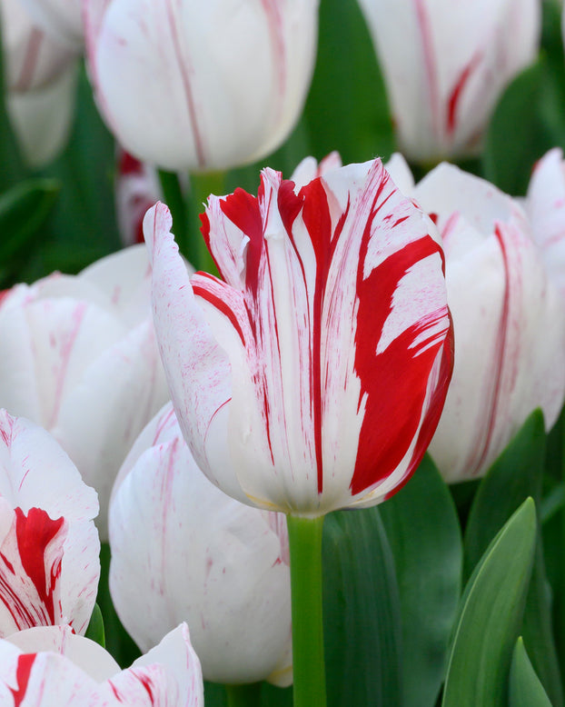 Tulip 'One Direction'