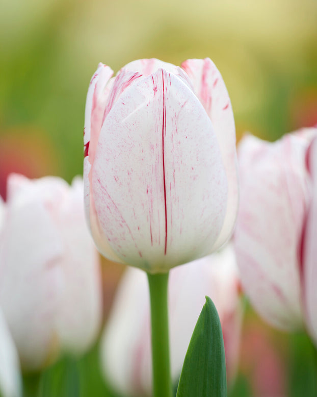 Tulip 'One Direction'