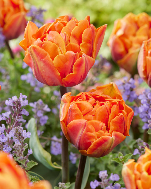 Tulip 'Orange Princess'