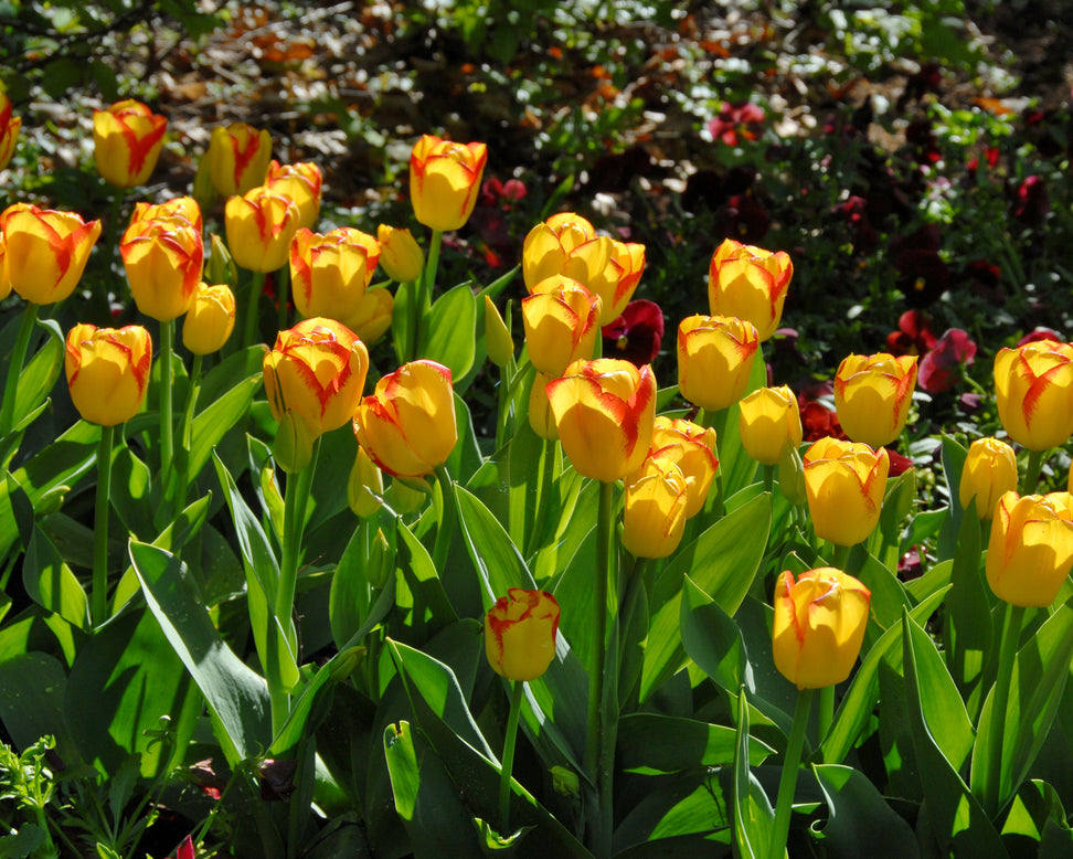 Tulip 'Outbreak'