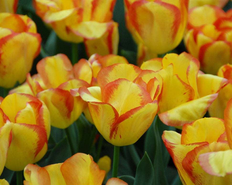 Tulip 'Outbreak'