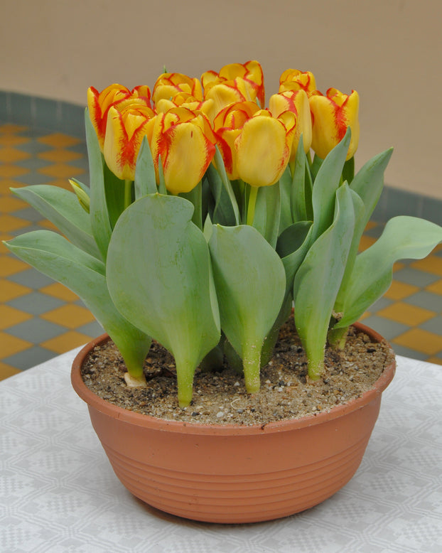 Tulip 'Outbreak'