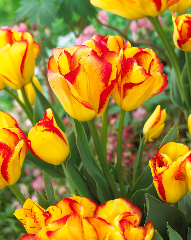 Tulip 'Outbreak'