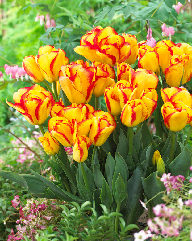 Tulip 'Outbreak'