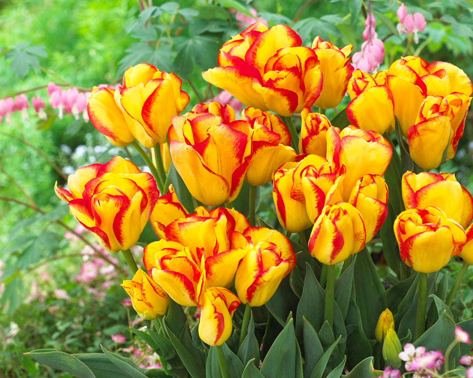 Tulip 'Outbreak'