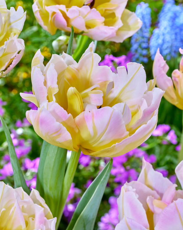 Tulip 'Password'