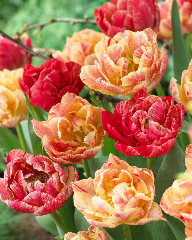 Tulip 'Peptalk'