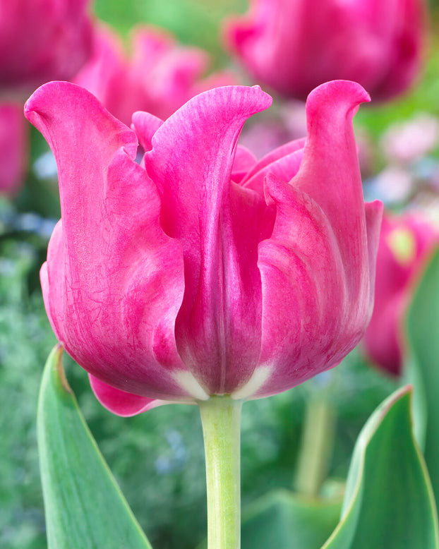 Tulip 'Picture'