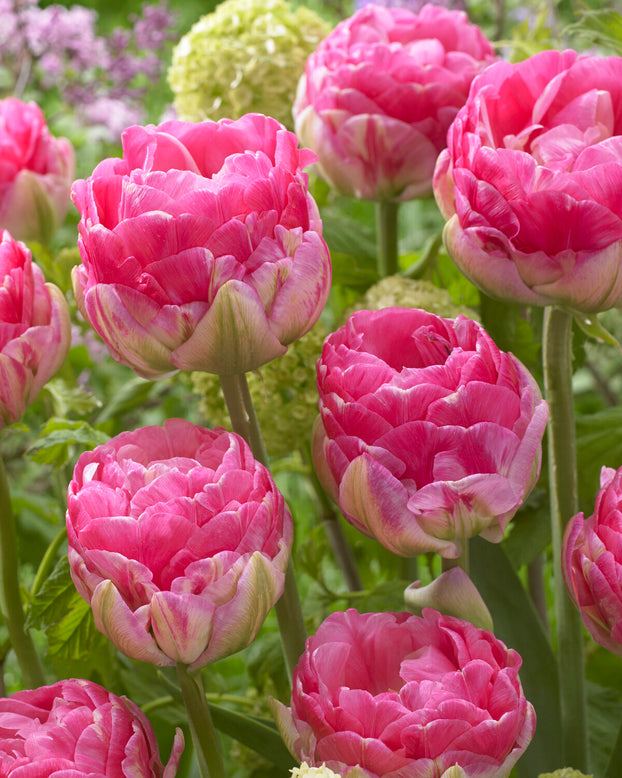 Tulip 'Pink Size'