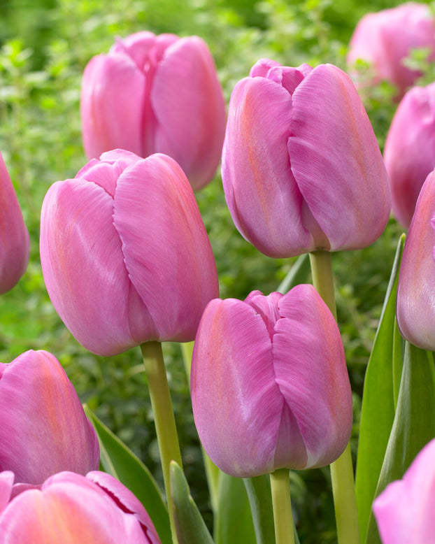 Tulip 'Purple Pride'