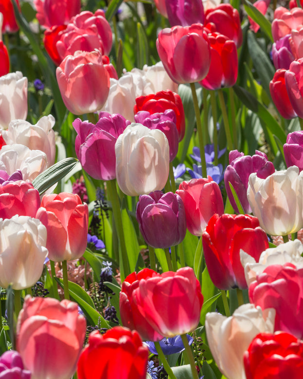 Tulip 'Purple Pride'