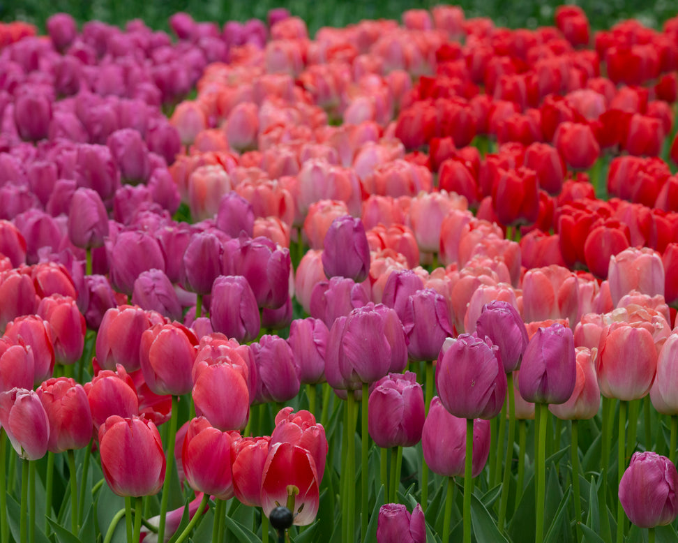 Tulip 'Purple Pride'