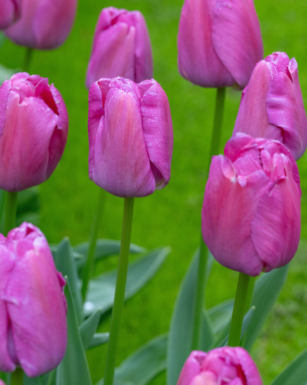 Tulip 'Purple Pride'