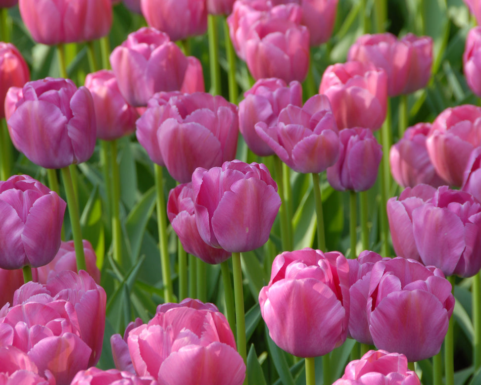 Tulip 'Purple Pride'