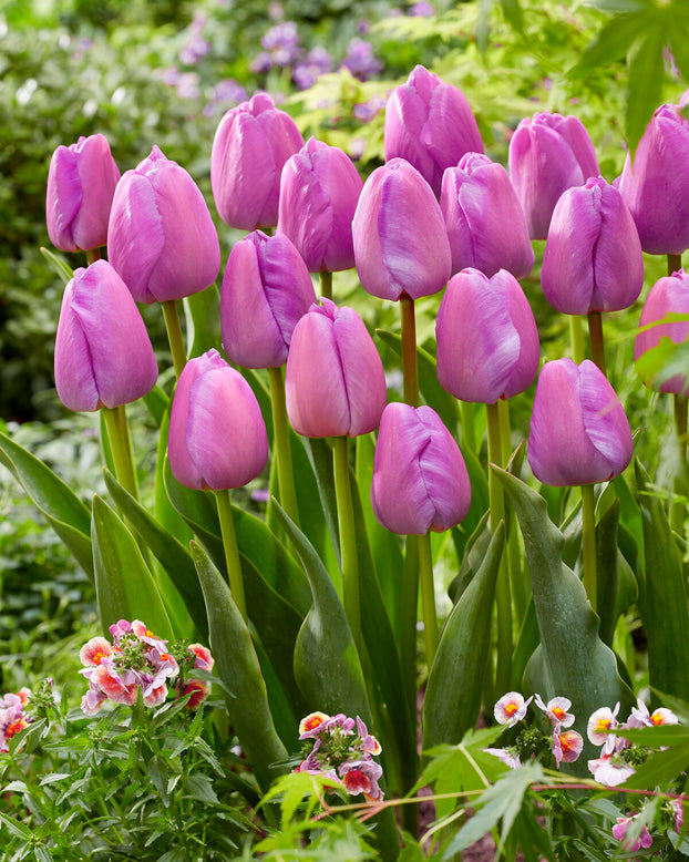 Tulip 'Purple Pride'