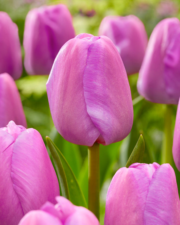 Tulip 'Purple Pride'