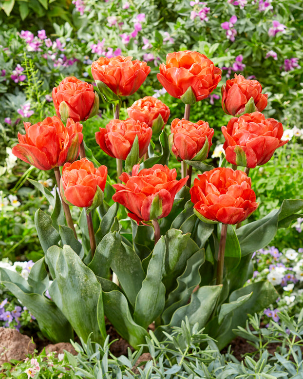 Tulip 'Queensbury'