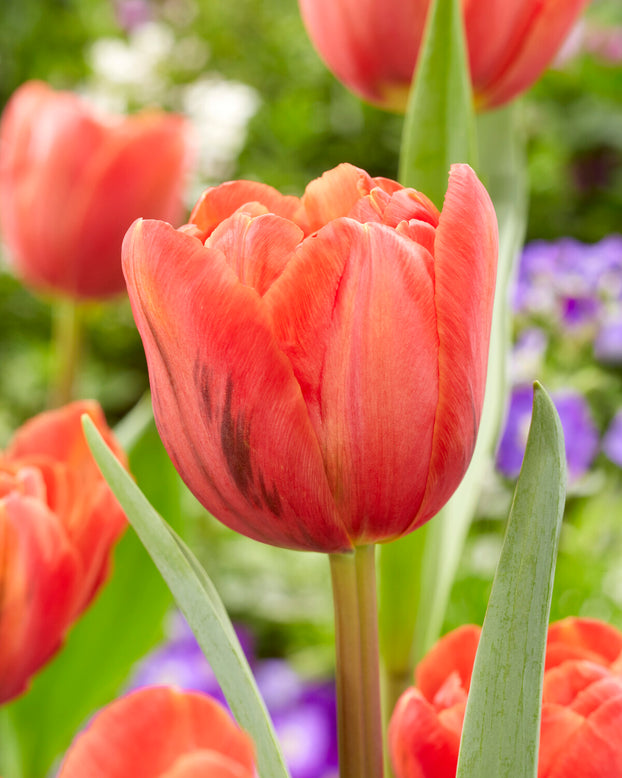 Tulip 'Queensbury'