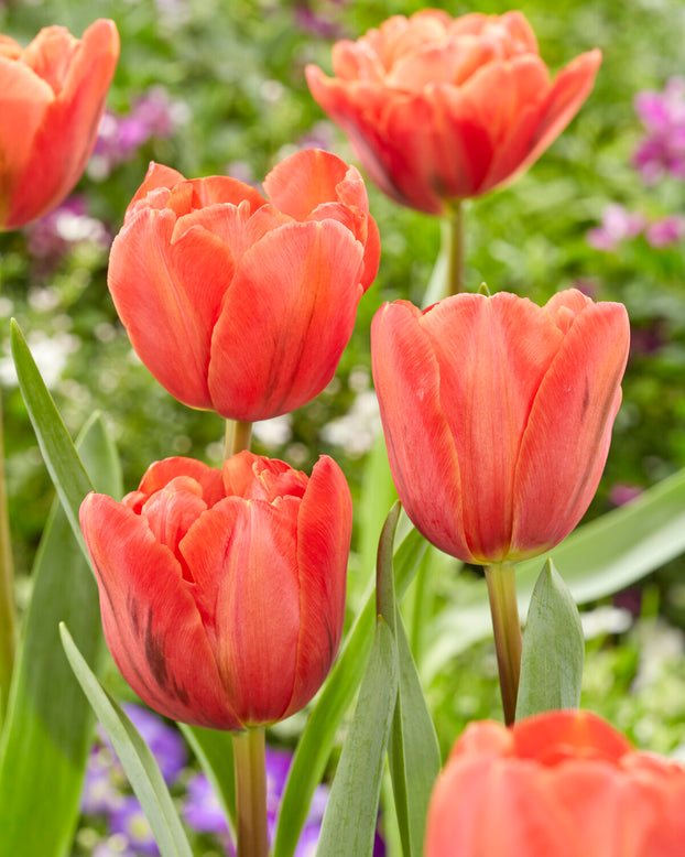 Tulip 'Queensbury'