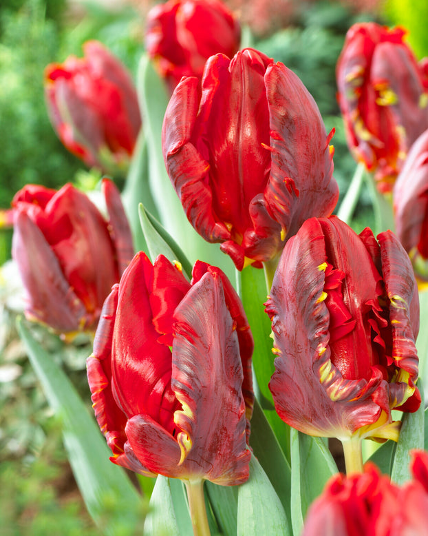 Tulip 'Rococo'