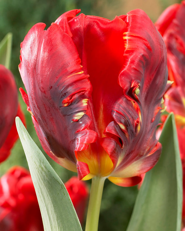 Tulip 'Rococo'