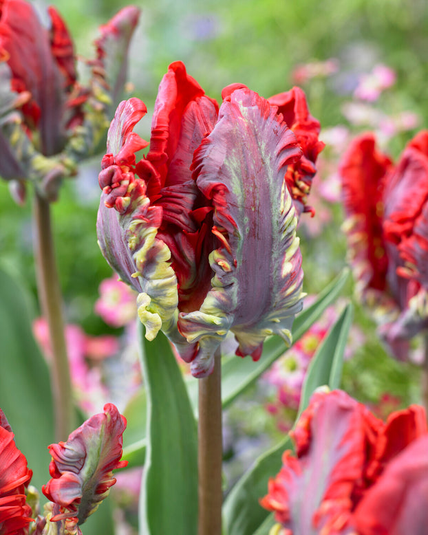 Tulip 'Rococo'