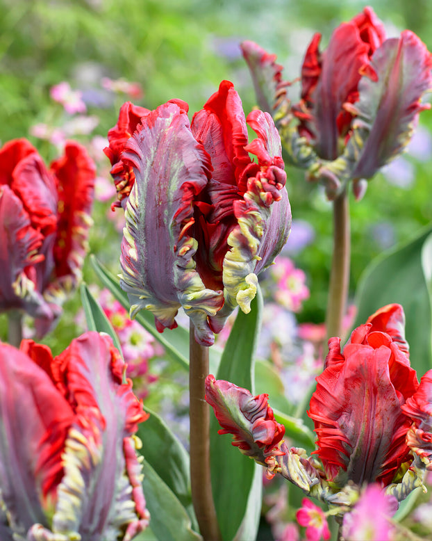 Tulip 'Rococo'