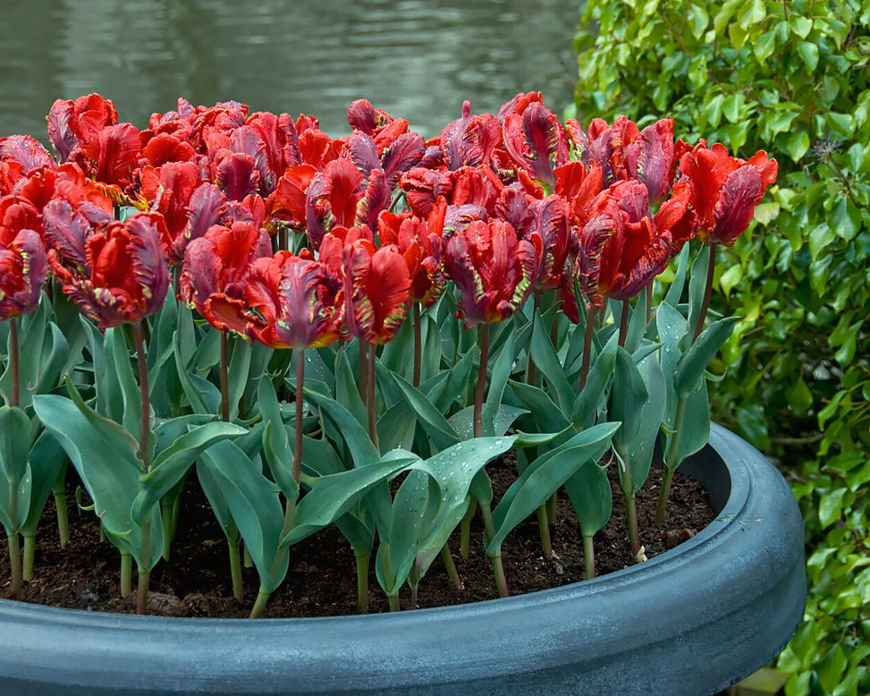 Tulip 'Rococo'