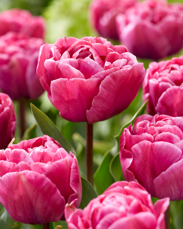 Tulip 'Rosy Diamond'