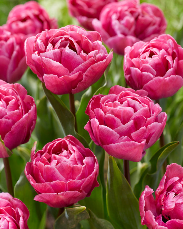 Tulip 'Rosy Diamond'