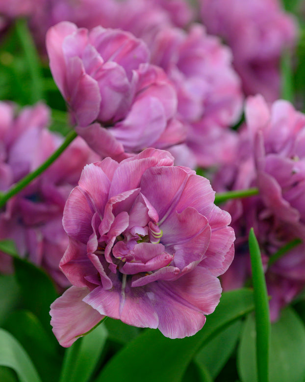 Tulip 'Rosy Diamond'