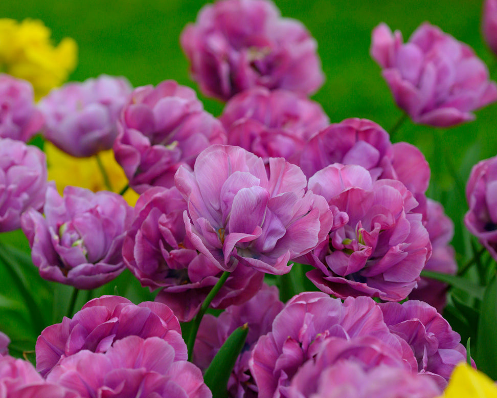 Tulip 'Rosy Diamond'