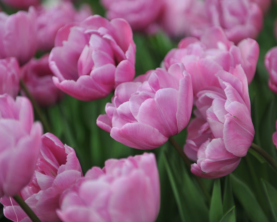 Tulip 'Rosy Diamond'