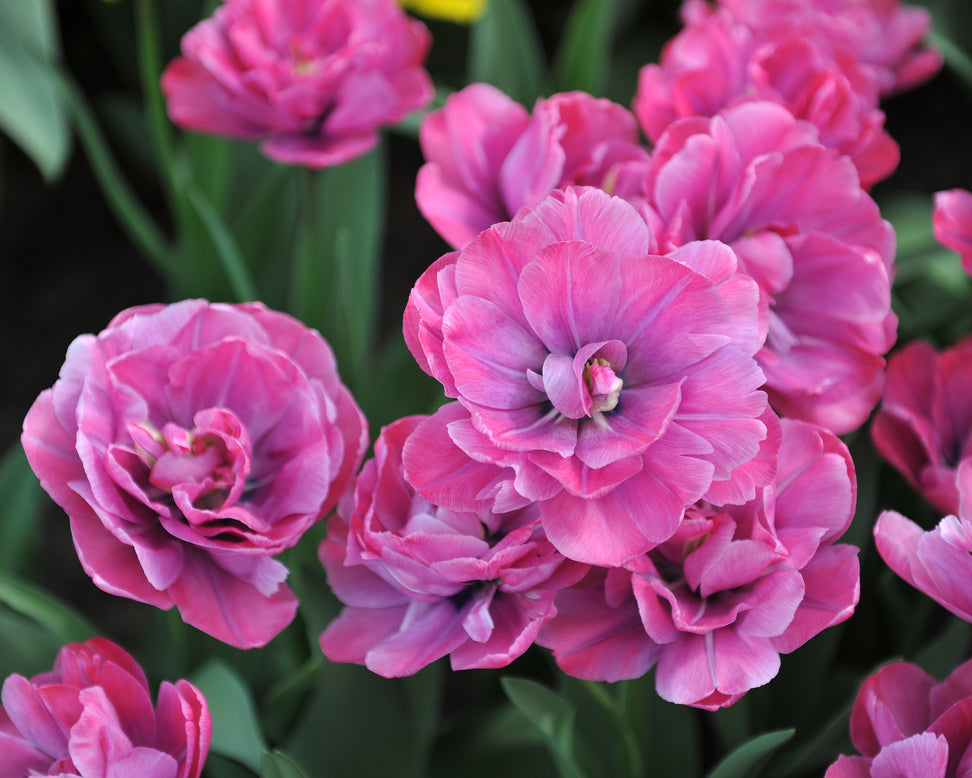 Tulip 'Rosy Diamond'